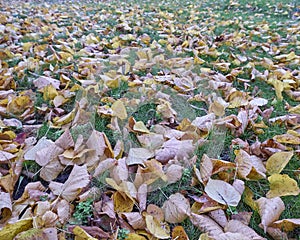 Yellow autumn leaves on green grass