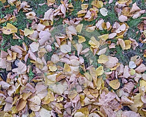 Yellow autumn leaves on green grass