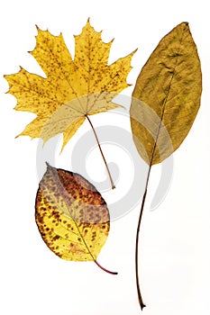 Yellow autumn leaves isolated on a white background