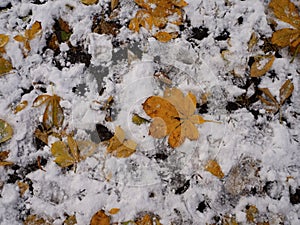 Yellow autumn leaves lie on the ground covered with first snow in november, bird footprints on the ground. Winter is coming