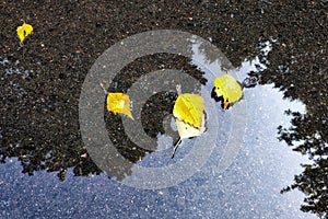 Yellow autumn leaves lie in a puddle. Birch leaves.