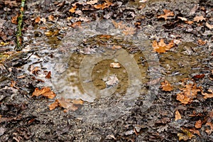 Yellow autumn leaves lie in a puddle in the forest