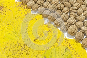 Yellow autumn leaves and lot walnuts on white table