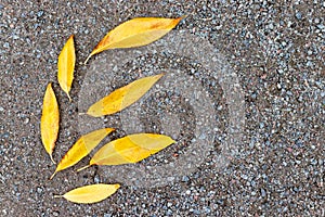 Yellow autumn leaves lying on a gravel background, the form of leaves like they are flying blown away by the wind, copy