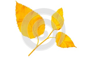 Yellow autumn leaves mulberry on white background