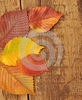 Yellow autumn leaves on old wood background