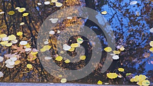 Yellow autumn leaves in the pond float in the wind. Trees are reflected in blue water.