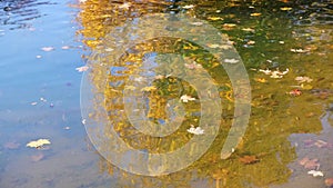 Yellow autumn leaves in the pond float in the wind. Trees are reflected in blue water.