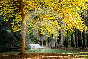 Yellow autumn leaves provide shade to a park bench