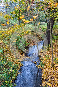 Yellow autumn leaves and a stream