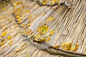 Yellow autumn leaves on a thatched roof