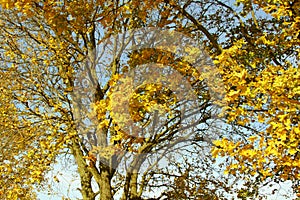 Yellow autumn leaves on the tree