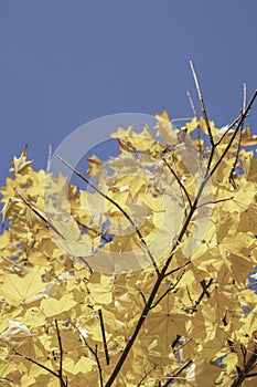 Yellow autumn leaves on tree against blue sky