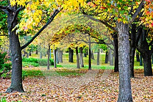 Jeseň listy na stromy v verejnosť 