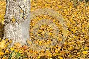 Yellow autumn leaves under a tree