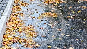 Yellow autumn leaves on wet asphalt road after rain