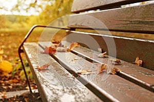 Yellow autumn leaves on a wooden bench