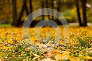 Yellow autumn maple foliage