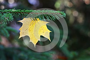 yellow autumn maple leaf on branch of spruce, copy space, close-up