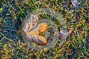 Yellow autumn maple leaf covered with the first frost on the ground in green grass in the light of sunlight. Close up