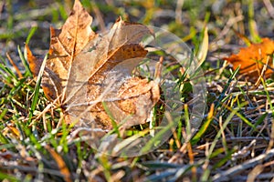 Yellow autumn maple leaf covered with the first frost on the ground in green grass in the light of sunlight. Close up