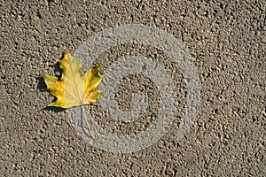 Yellow autumn maple leaf on grey asphalt. View from the top