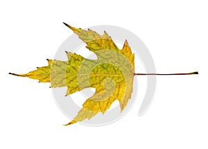 Yellow autumn maple leaf isolated on white background