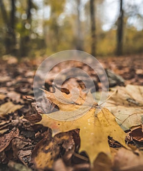 A yellow autumn maple leaf lies on the forest floor in the autumn forest, in October