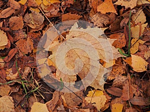 Yellow autumn maple leaf lies on the ground.