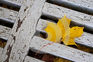 yellow autumn maple leaf on a old wooden bench in the park