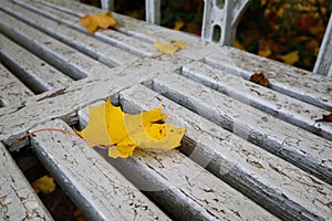 yellow autumn maple leaf on a old wooden bench in the park