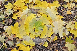 Yellow autumn maple leaves lie on the ground