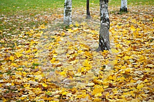 Yellow autumn maple leaves lying on the grass on a blurred background on the background of the forest with birch trunks