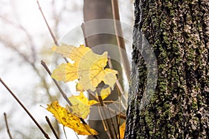 Yellow autumn maple leaves in the sun