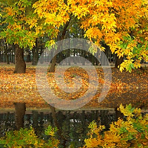Yellow autumn in the park flooding in water