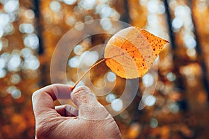 Yellow autumn poplar leaf in hand against the forest background