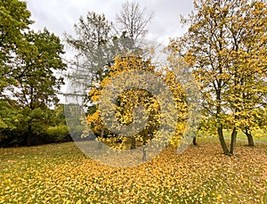 yellow autumn tree in Duchcov park