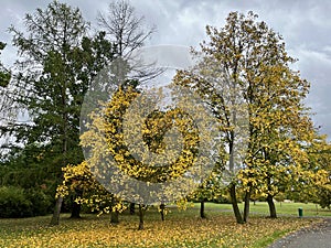 yellow autumn tree in Duchcov park