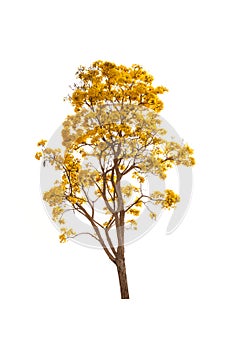 Yellow autumn tree isolated