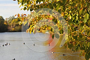 Yellow autumn tree at the lake
