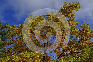 yellow autumn tree leaves from beneath across the blue sky background. Autumn nature. Seasonal.