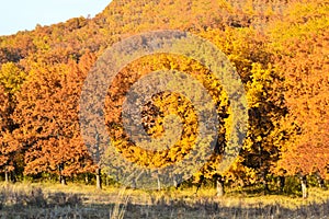 Yellow autumn trees in the forest, all in yellow beautiful foliage.