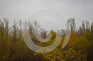 Yellow autumn trees in morning mist, autumn landscape