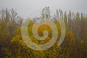 yellow autumn trees in morning mist