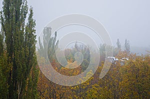 yellow autumn trees in morning mist