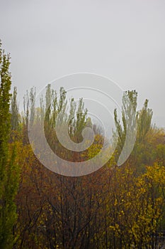 yellow autumn trees in morning mist