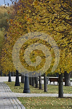 Yellow autumn trees in the park