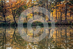 Yellow autumn trees reflect on the surface of the lake