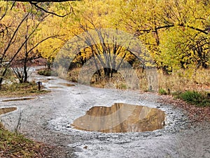 Yellow autumn trees reflecting on the large puddle on unpaved walkway