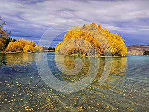 Yellow autumn trees reflecting on the waters of Lake Ruataniwha on the South Island of New Zealand
